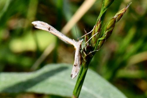 Stenoptilia sp.